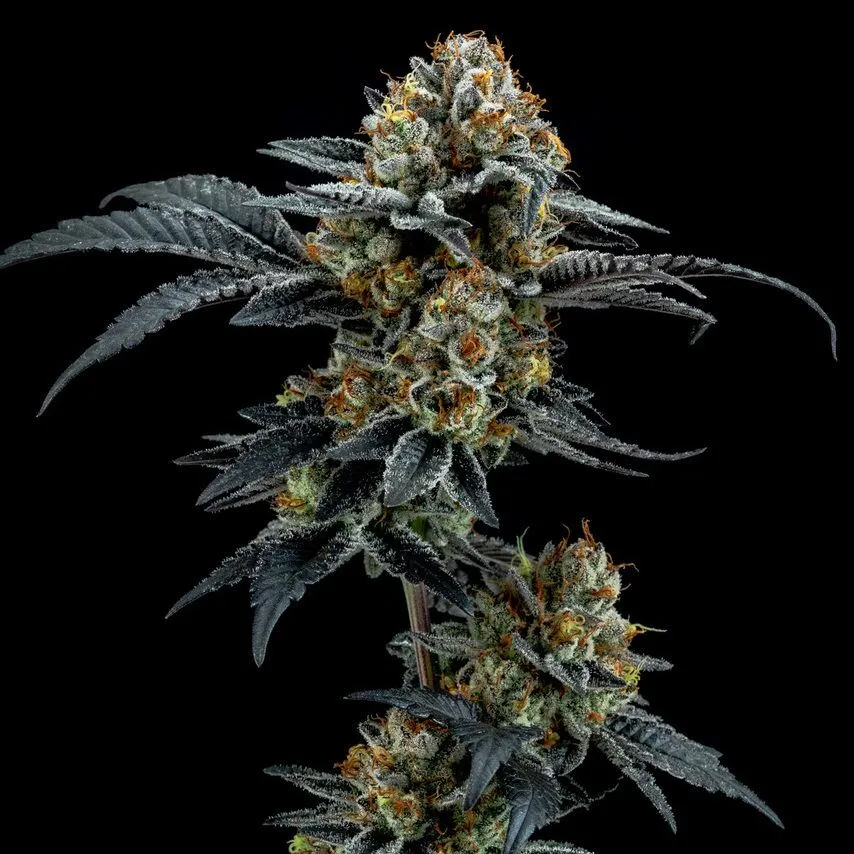 Gorilla Cookies