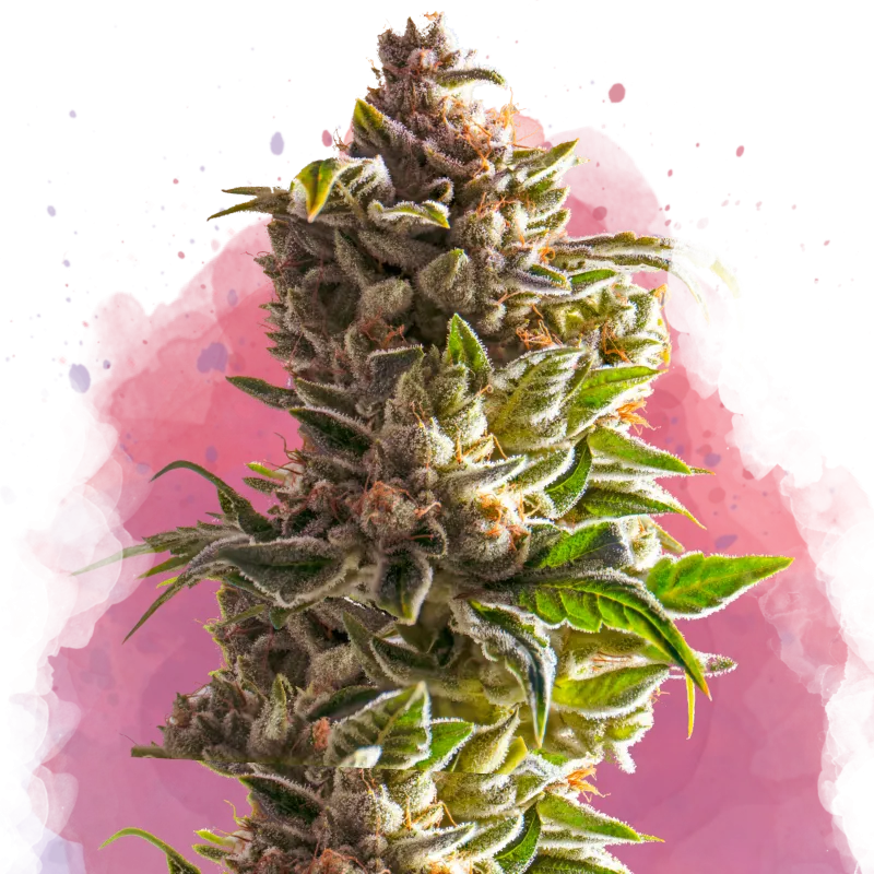 Aurora Indica