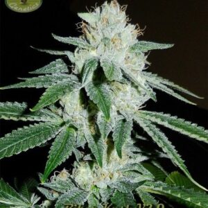 Biker Kush