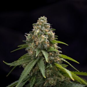 Blackwater OG