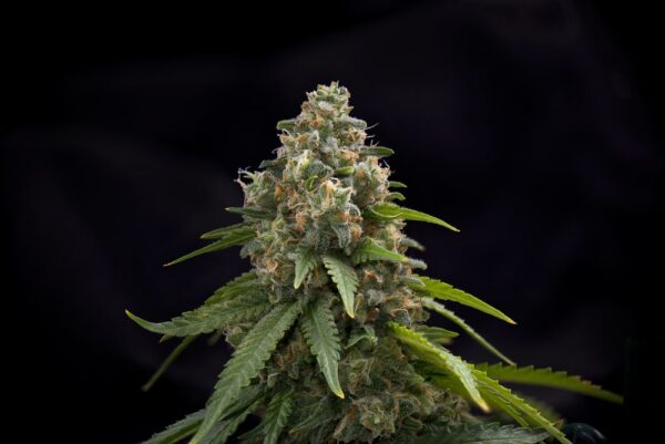 Blackwater OG