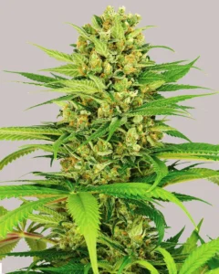 Bubble Gum