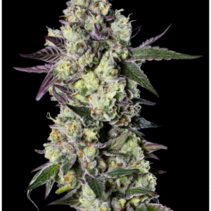 Gelato33