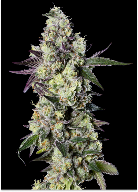 Gelato 33