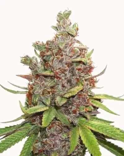 Glueberry OG