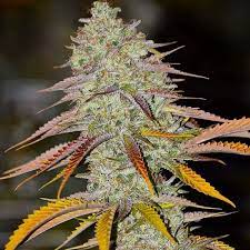 Lemon OG Haze