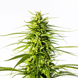 Platinum Bubba