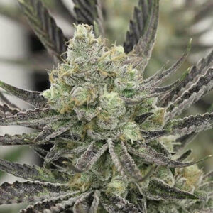 Skywalker OG