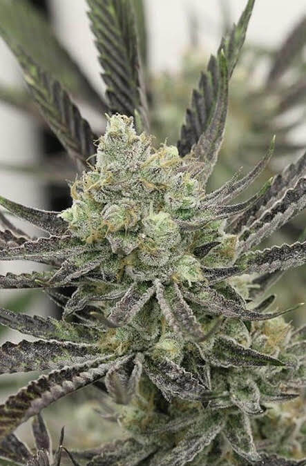 Skywalker OG