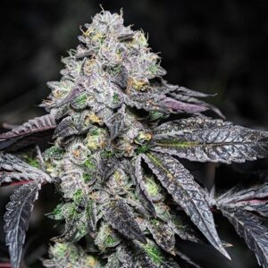Super Lemon Haze