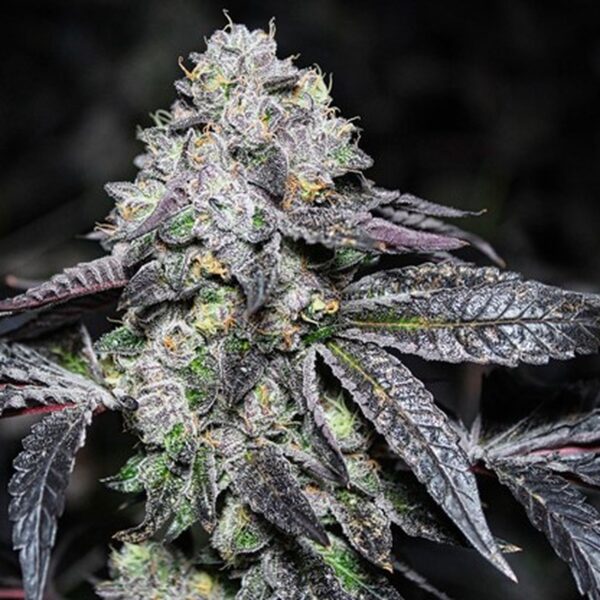 Super Lemon Haze