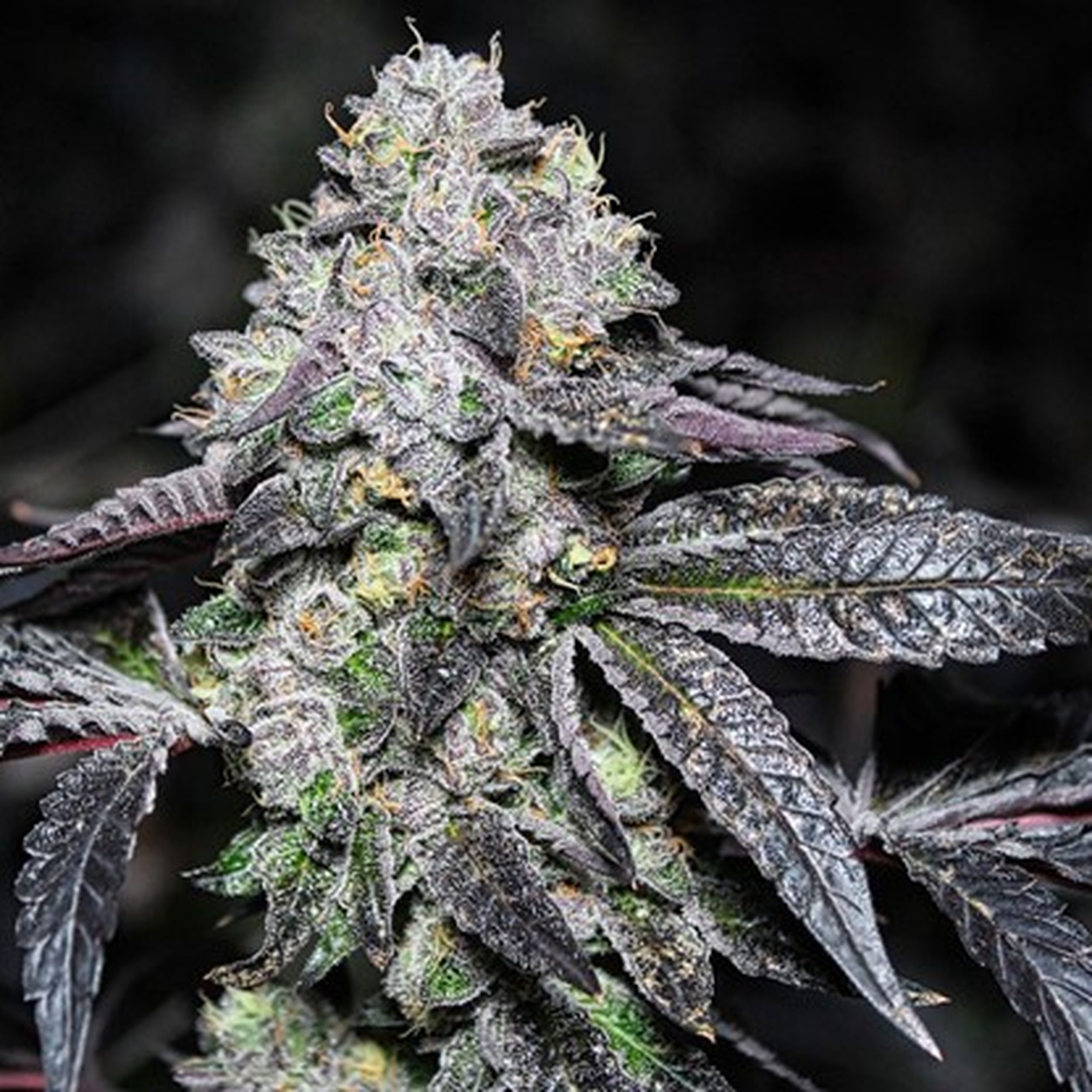Super Lemon Haze
