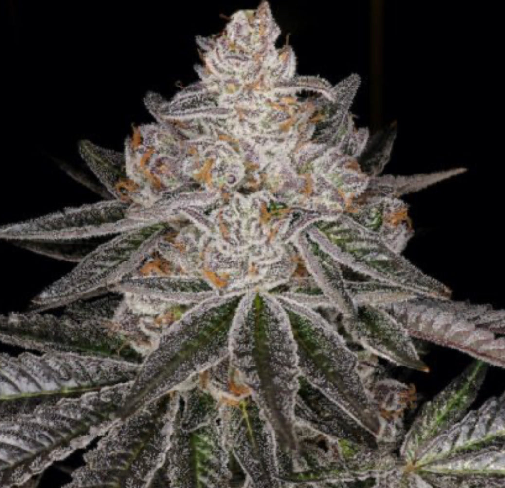 Tangerine Dream