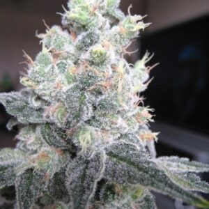 White Rhino