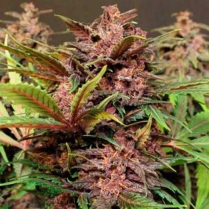 black-haze