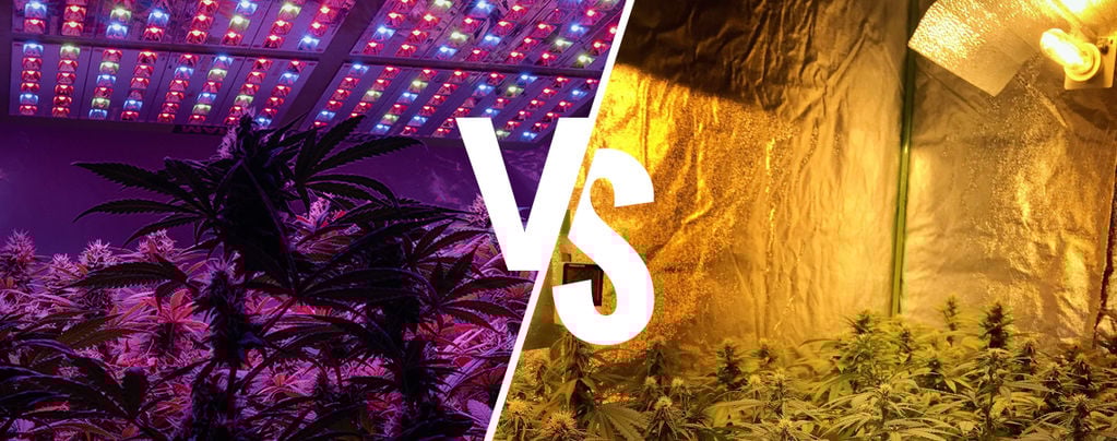Growing cannabis LED vs. HID Lights
