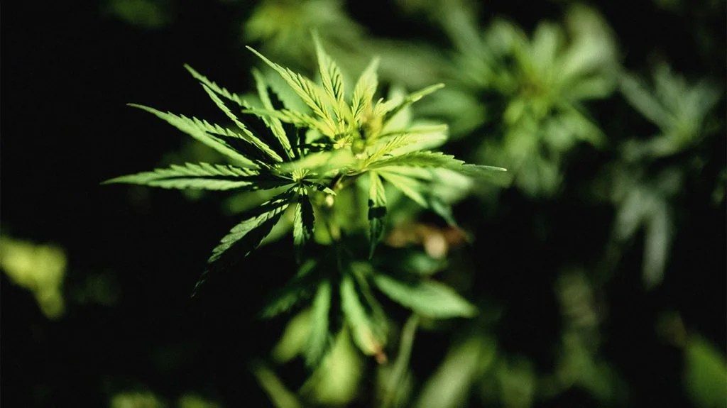 How Does Cannabis Help?