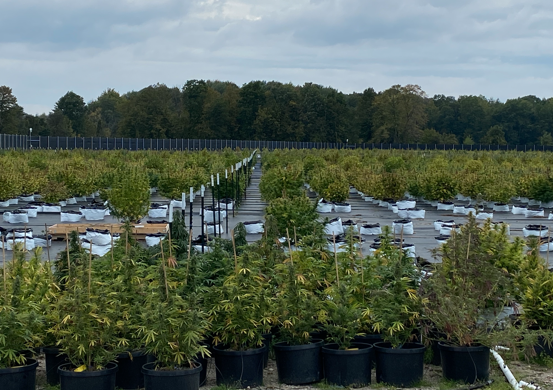 Growing cannabis in Michigan