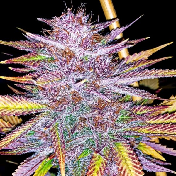 Purple Wookie