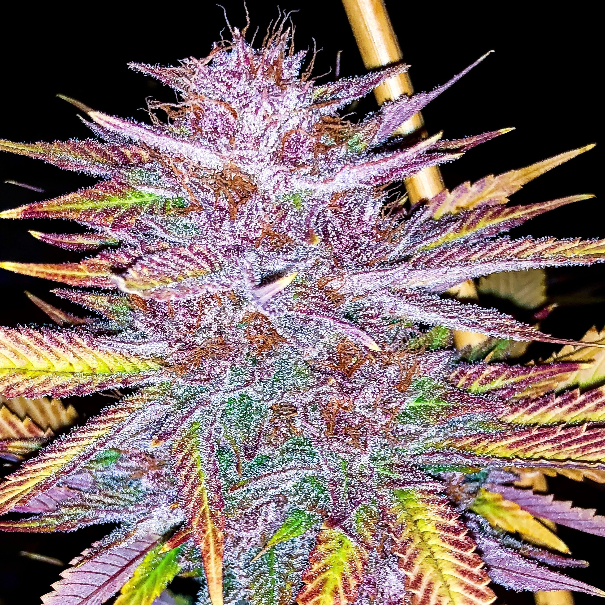 Purple Wookie