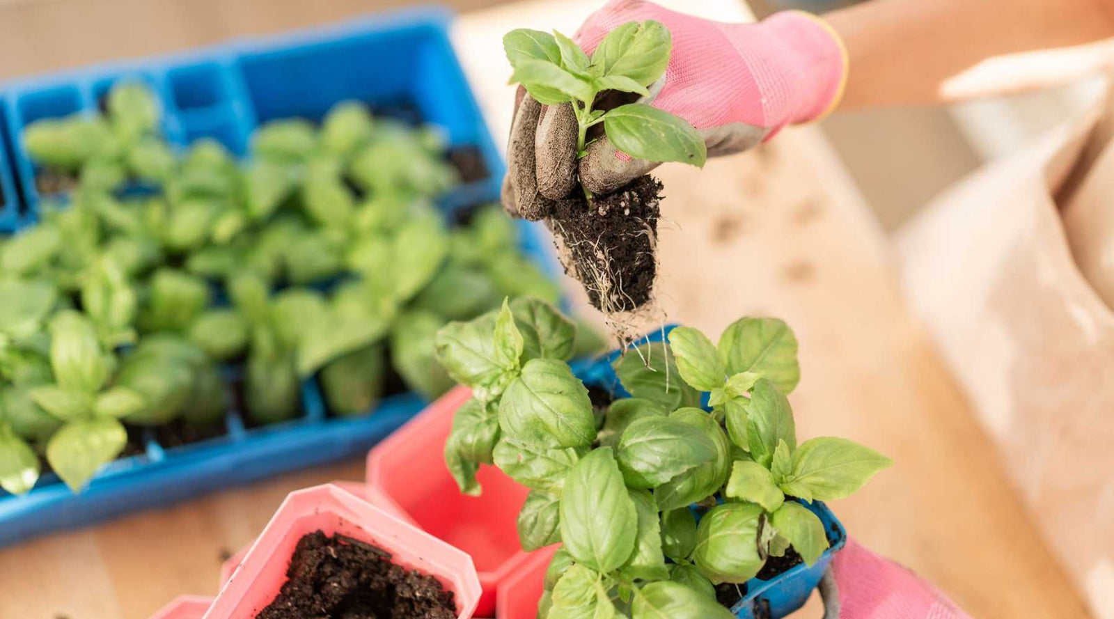 Cannabis Seedlings – How To Avoid Stunted Growth