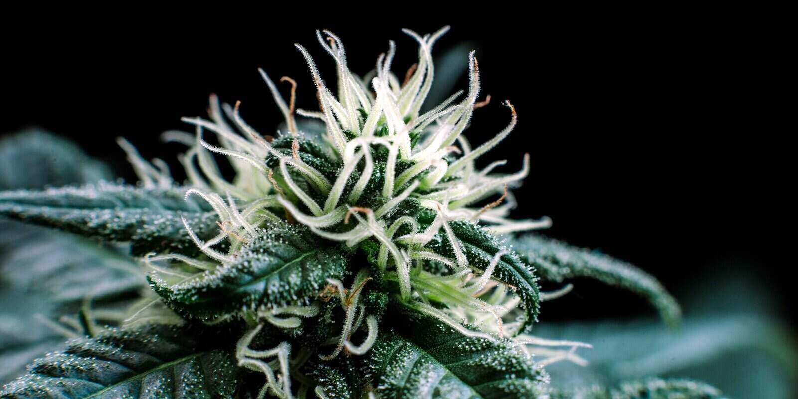 How Long Does it Take to Grow a Cannabis Plant
