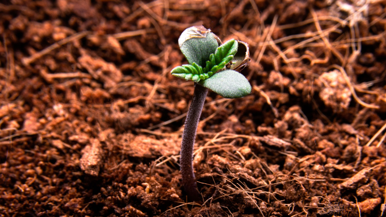 Best Soil for Growing Cannabis