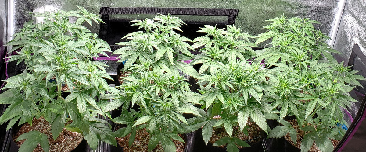 cannabis tutorials