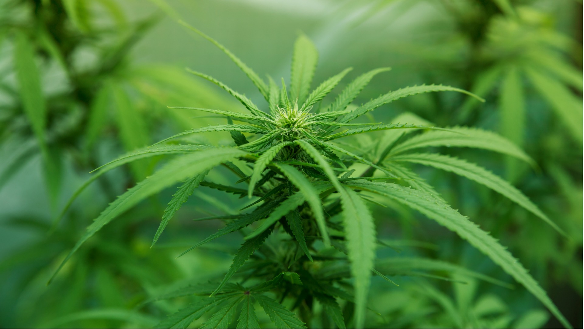 How to Determine the Sex of Your Cannabis Plants