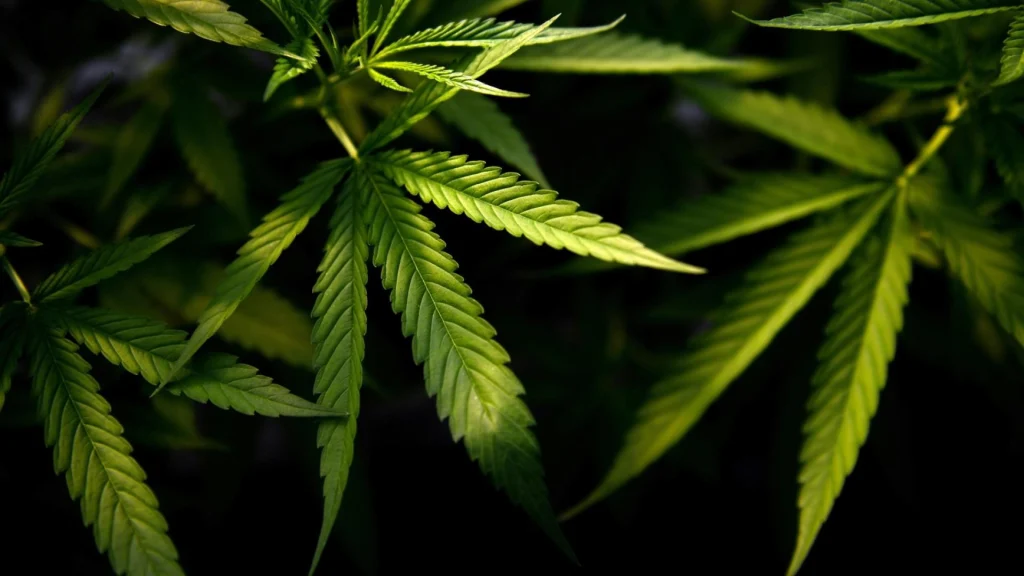 What is Tetrahydrocannabinol (THC)