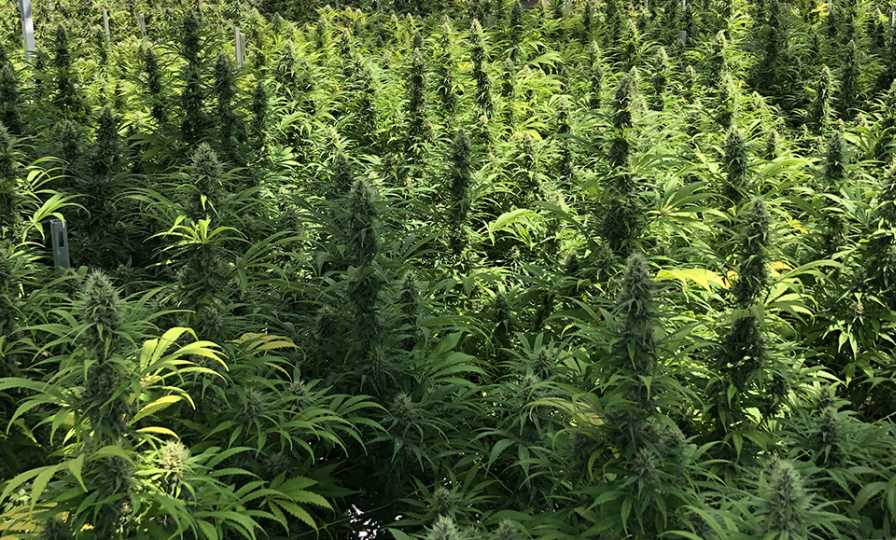 Cannabis greenhouse with good lighting