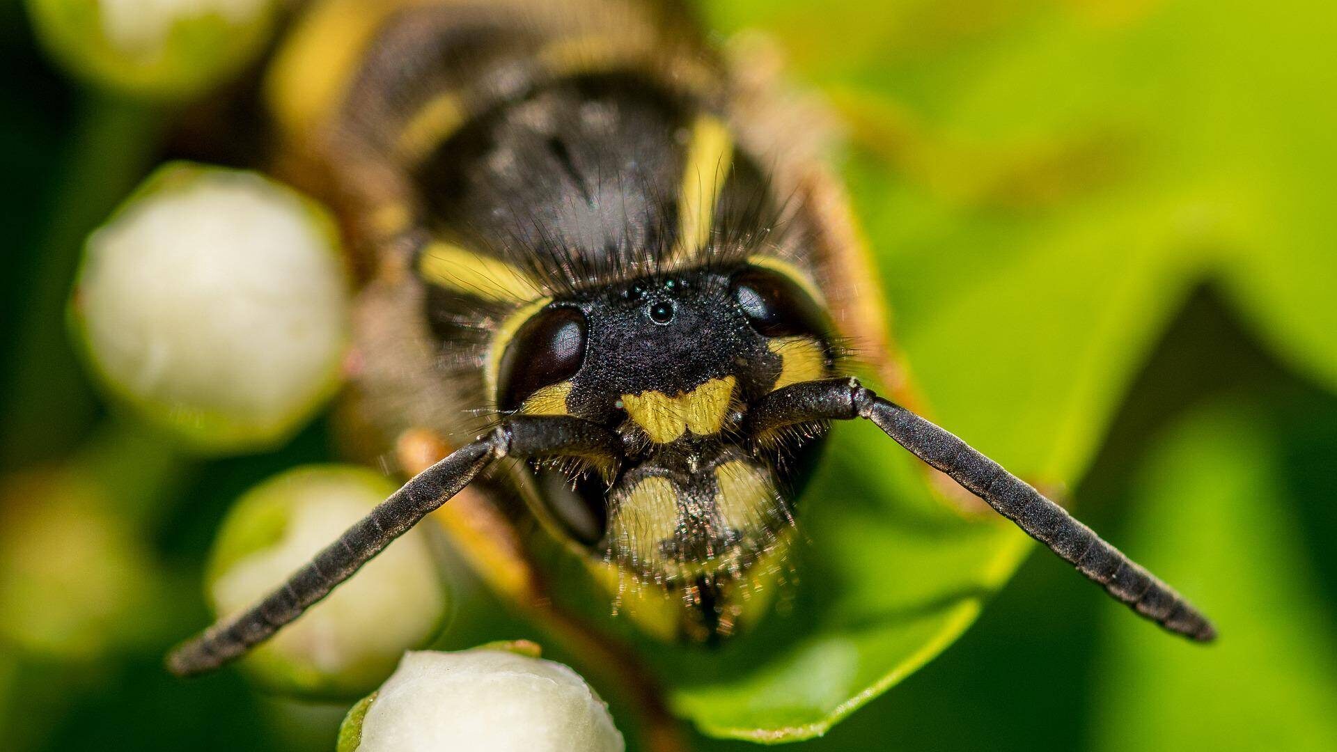 Pests in Cannabis Plants and How to Prevent Them