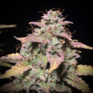 Banana OG