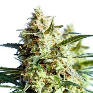 Candy Cane OG