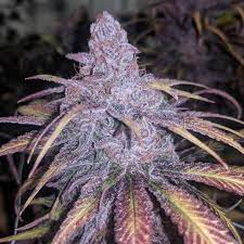 Cherry Punch