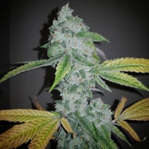 El Chapo OG
