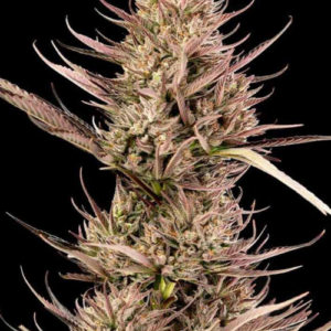 Garlic Zkittlez