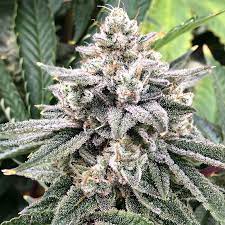 Gorilla Dosha