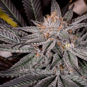 Grape Ape