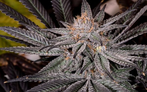 Grape Ape