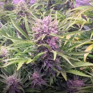 Guerilla Zkittlez