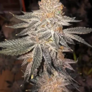 Jelly Breath