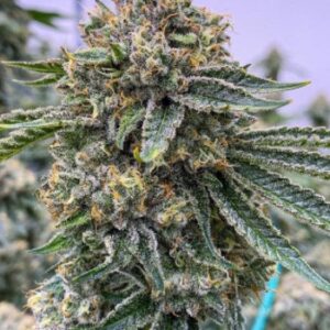 LA Kush