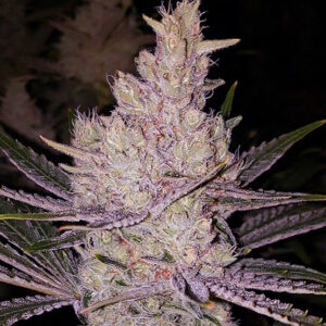Orange Kush Cake