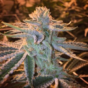 Pink Cookies