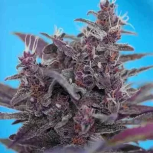 Purple Cream