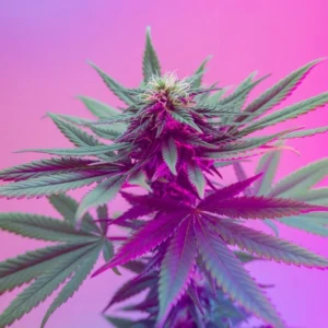 Purple Runtz