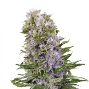 Purple alien