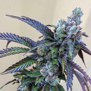 Rainbow Chip