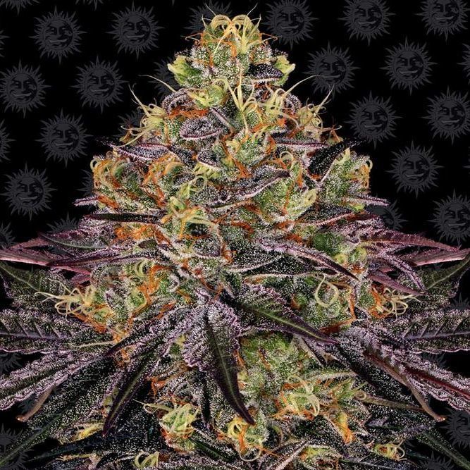 Watermelon Zkittles